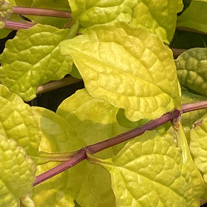 Feathered Friends™ Ajuga Tropical Toucan ppaf