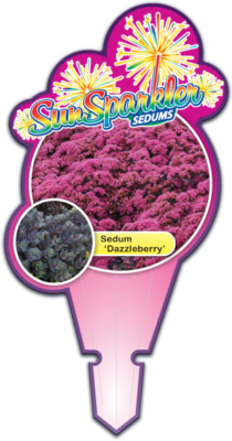 SunSparkler™ Sedums Dazzleberry pp#22, 457 Tag