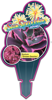 SunSparkler® Sedums Dream Dazzler ppaf Tag