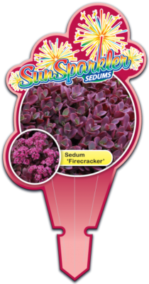 SunSparkler® Sedums Firecracker pp#26,595