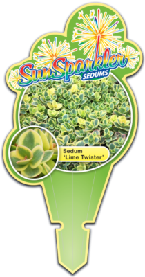 SunSparkler® Sedum Lime Twister pp#26,895 Tag