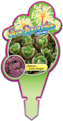 SunSparkler® Sedums Lime Zinger pp#24,632 Tag