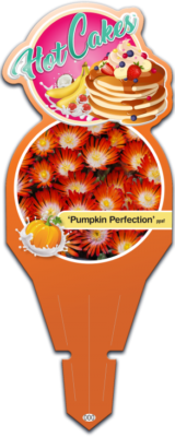 HotCakes® Delospermas Pumpkin Perfection pp#31,372
