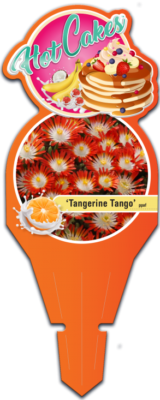 HotCakes® Delospermas Tangerine Tango pp#31,371 Tag
