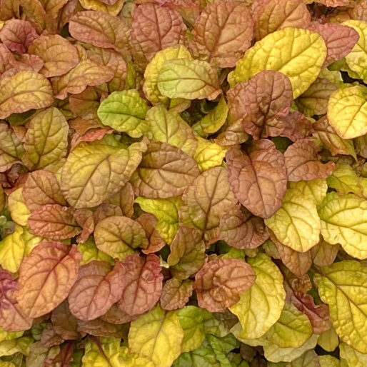 Feathered Friends™ Ajuga Pleasant Pheasant ppaf