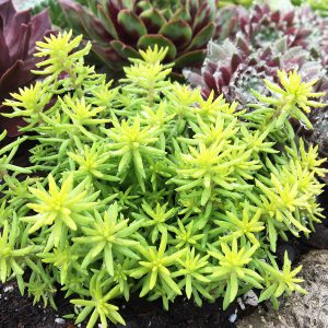 SunSparkler™ Sedums Angelina’s Teacup ppaf