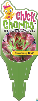 CC-Strawberry-Kiwi