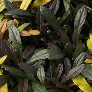 Feathered Friends™ Ajuga Noble Nightingale ppaf