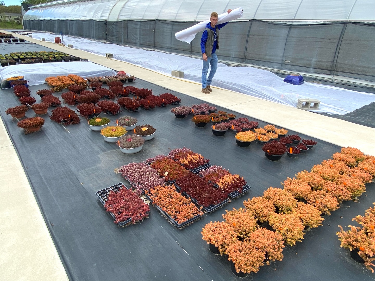 It’s going to freeze tonight (in May!) so we had to cover some precious items……but no need to cover the Tight & Tidy sedums! They have no problems in the cold!❄️💪