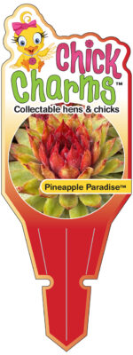 Chick Charms® Pineapple Paradise™ Tag