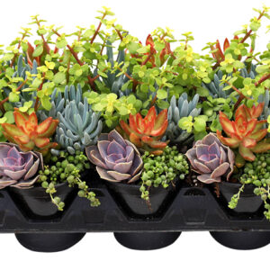 Living Canvas™ Backyard Bonfire™ 4 1/4"