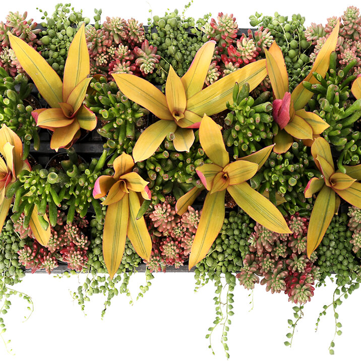 Living Canvas™ Bonfires & Beaches™