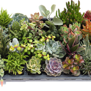 Living Canvas™ Growers Choice Mix™ 2" Pots