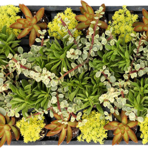 Living Canvas™ Porch Swings & Popsicles™