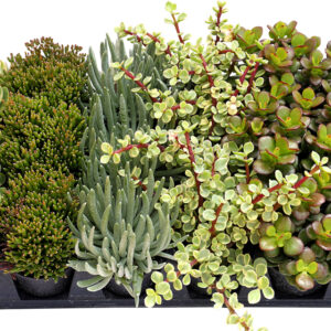 Living Canvas™ Sailboats & Surfboats™ 3 1/2" Pots