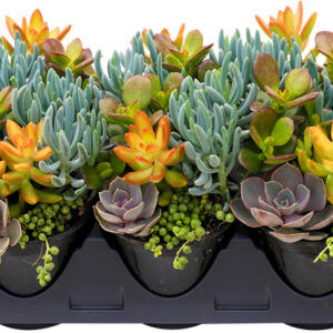 Living Canvas™ Seaside Suntan™ 4 1/4"