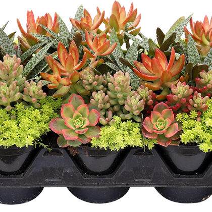 Living Canvas™ Sunkissed Bliss™ 4 1/4"