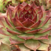 Tight & Tidy™ Sedum Blue Angelina™ 'GarSol4'ppaf