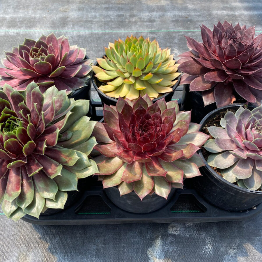 Chick Charms® GIANTS