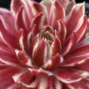 Chick Charms® Lotus Blossom ppaf