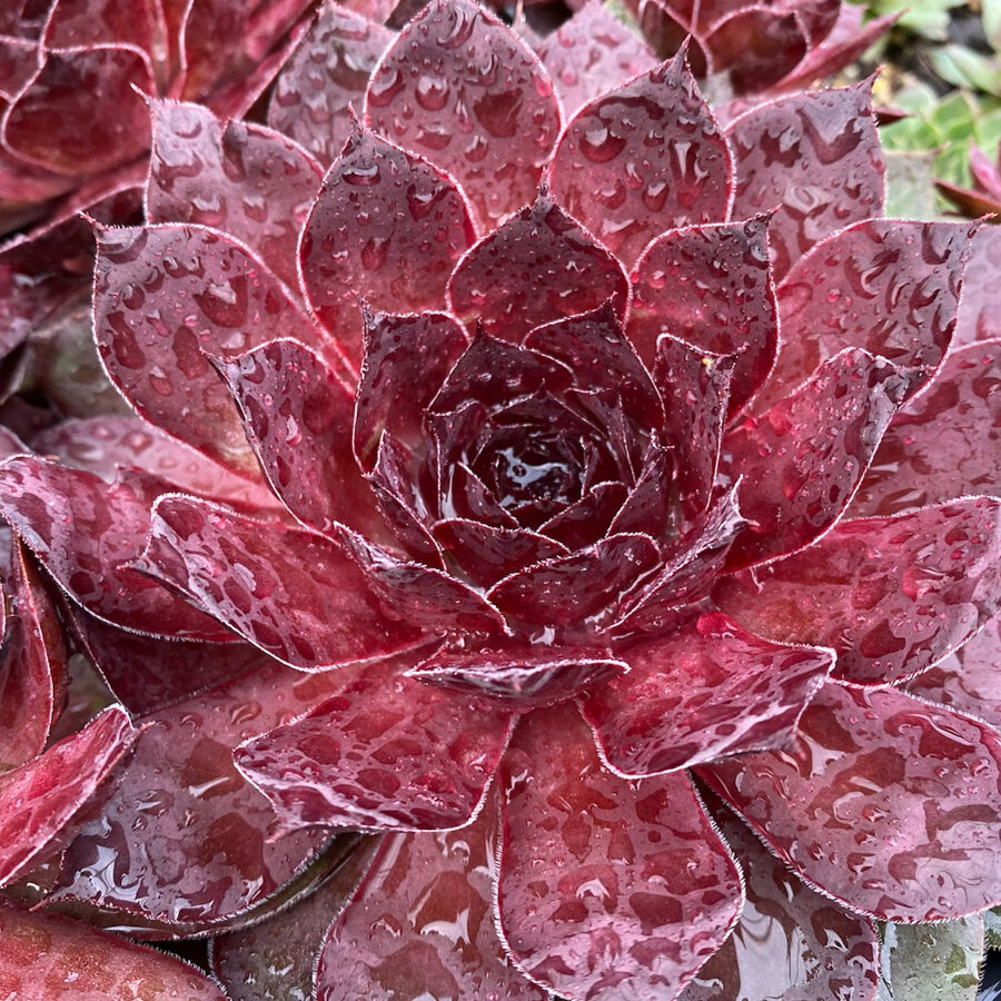 Chick Charms® Giants Maroon Mountain ppaf