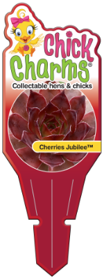 Chick Charms® Cherries Jubilee™ Tag