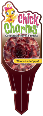 Chick Charms® Choco Latte ppaf Tag