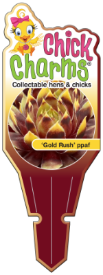 Chick Charms® Gold Rush ppaf Tag