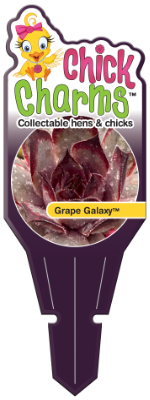 GS_CC_Grape_Galaxy