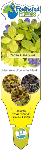 GS-FF-Cordial-Canary