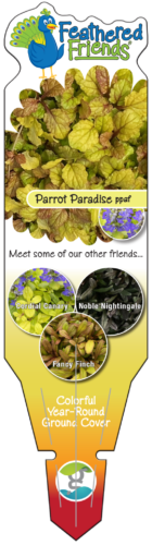 GS-FF-Parrot-Paradise
