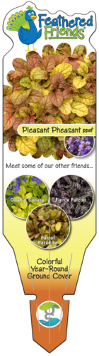 GS-FF-Pleasant-Pheasant