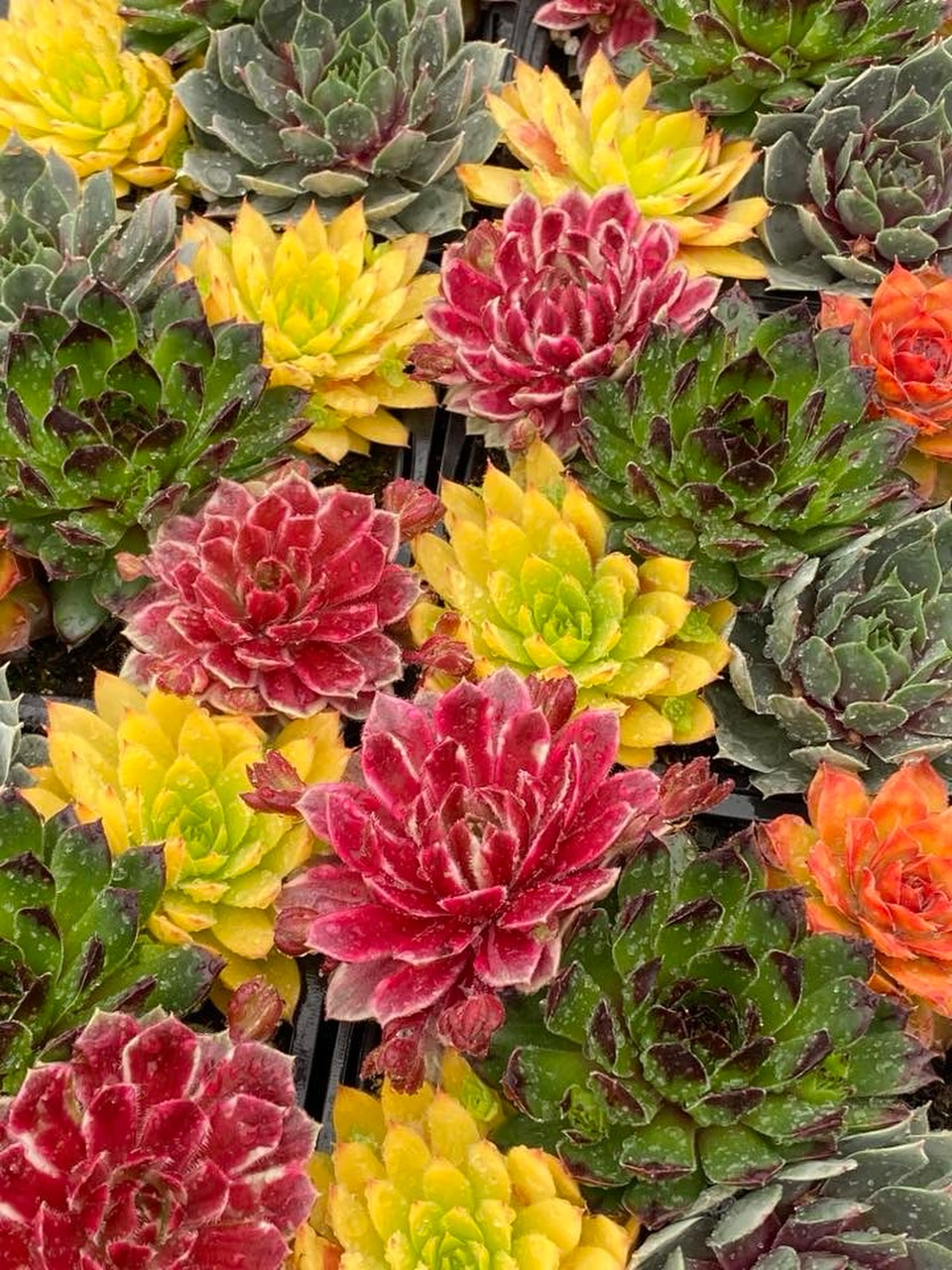 Can we just start Spring right now please?

This is a little sneak preview of something coming for 2027, and these colors are keeping us happy in the greenhouses despite the snow outside!