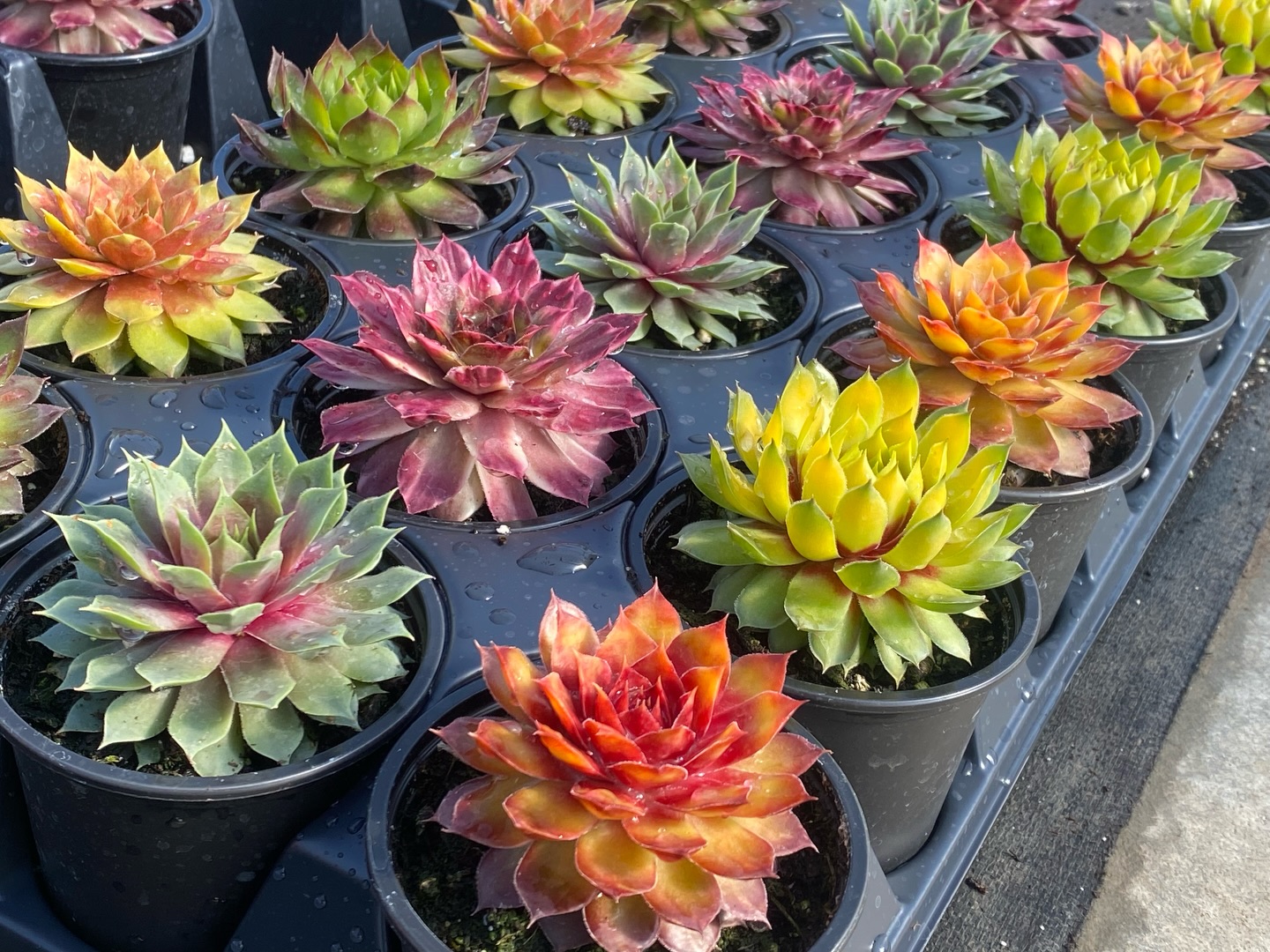 A little sneak preview of some potential new Chick Charms varieties…

#chickcharms #sempervivum #newplants