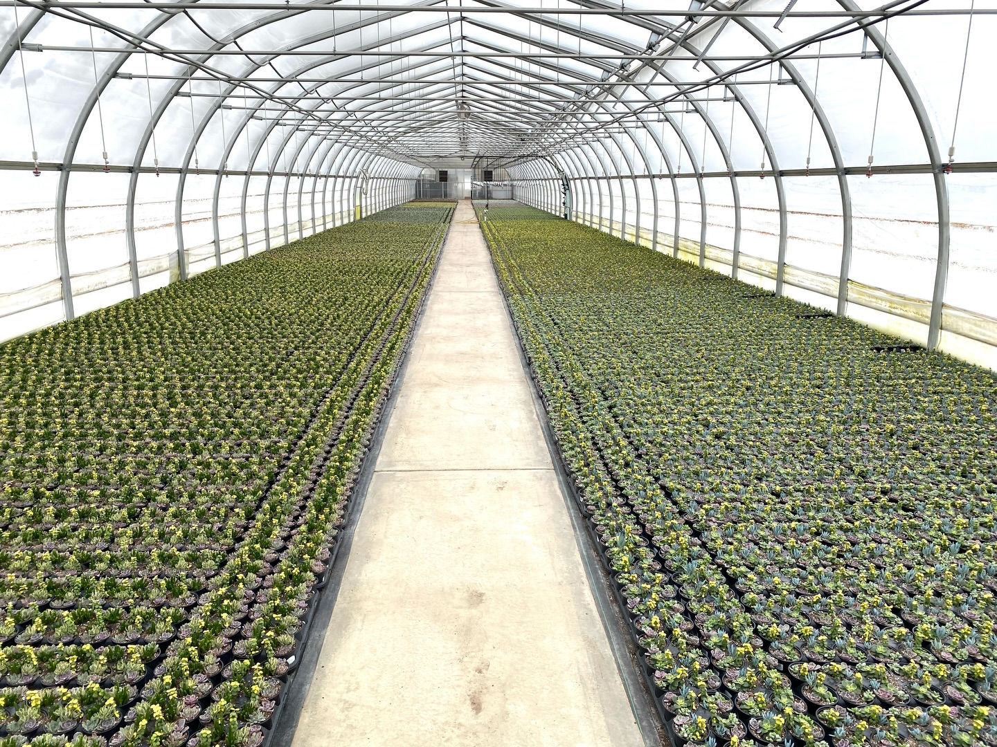 Living Canvas is looking good and ready to go to their new homes! Bring on the Spring