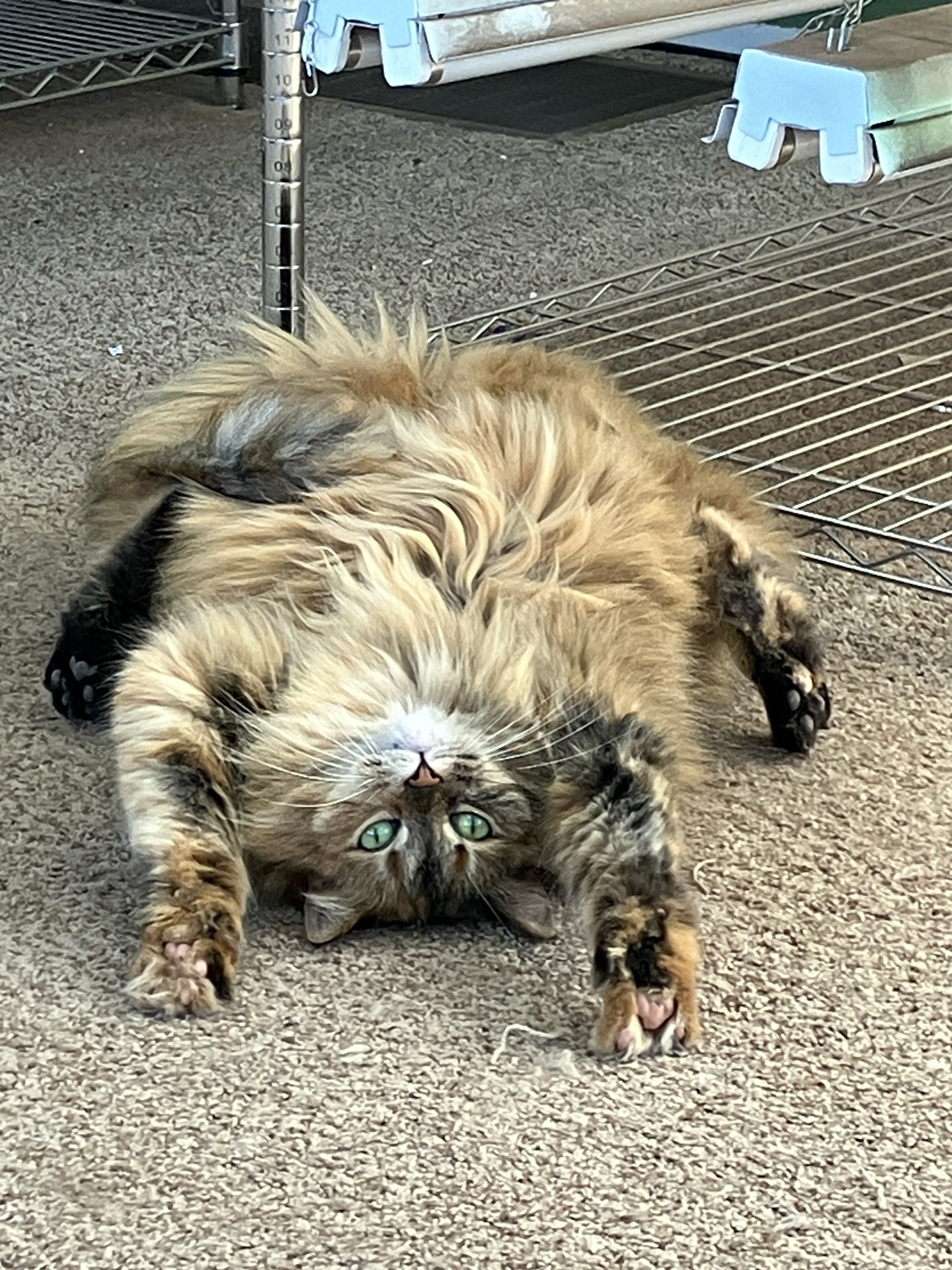 Shipping season always requires flexibility, but Penny gets the MVP today.