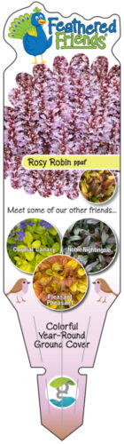 GS-FF-Rosy-Robin