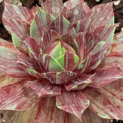 CC Splatter Matters SITE