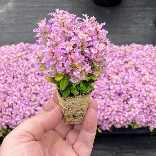 Feathered Friends® Raspberry Wren ppaf