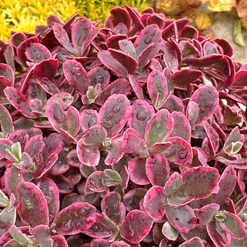 SunSparkler Neon Nova 2 SITE