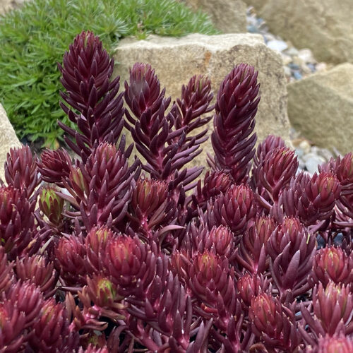 SunSparkler Sedum Red Angelina™ 'GarSol2' ppaf