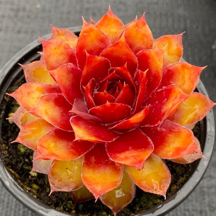 Brand new for next year! What should we call her?

We have been watching this seedling for a few years and are finally ready to share! Available next year but still needs an official Chick Charms name….