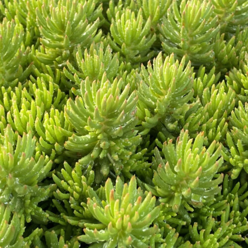 Tight & Tidy Green Angelina