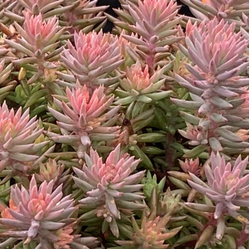 Tight & Tidy Pink Angelina