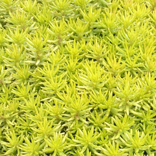 Tight & Tidy Yellow Angelina