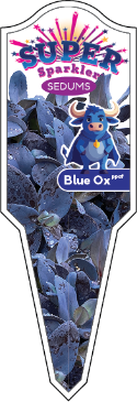 Blue Ox4
