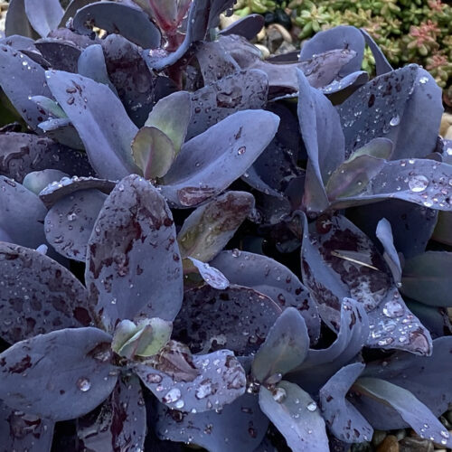 Close Up SuperSparkler™ Blue Ox ppaf 7-26-25