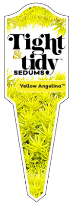 Yellow Angelina Tags