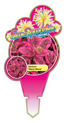 SunSparkler Neon Nova Tag Update(1)