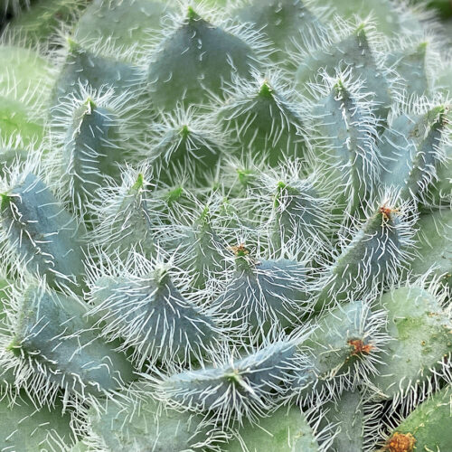 Echeveria Seafoam ppaf